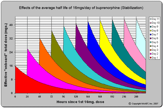11 day half-life graph